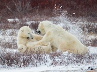 31F5894c  Polar Bear (Ursus maritimus) "play fighting"