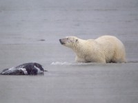 31F5905c  Polar Bear (Ursus maritimus)