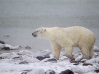 31F5909c  Polar Bear (Ursus maritimus)