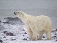 31F5911c  Polar Bear (Ursus maritimus)