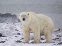 31F5919c  Polar Bear (Ursus maritimus)