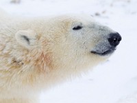 31F5933c  Polar Bear (Ursus maritimus)