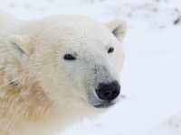 31F5935c  Polar Bear (Ursus maritimus)