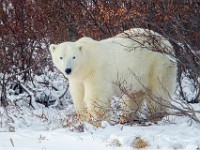 31F5950c  Polar Bear (Ursus maritimus)