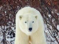 31F5958c  Polar Bear (Ursus maritimus)