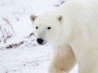 31F5985c  Polar Bear (Ursus maritimus)