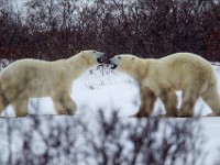 31F6025c  Polar Bear (Ursus maritimus) "play fighting"