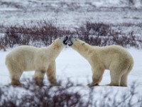 31F6050c  Polar Bear (Ursus maritimus) "play fighting"