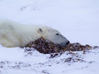 31F6068c  Polar Bear (Ursus maritimus)