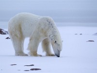 31F6080c  Polar Bear (Ursus maritimus)