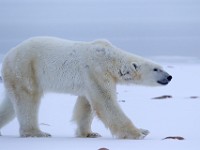 31F6081c  Polar Bear (Ursus maritimus)