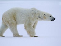 31F6089c  Polar Bear (Ursus maritimus)