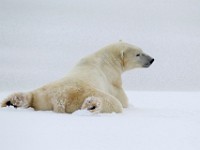 31F6097c  Polar Bear (Ursus maritimus)