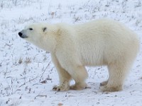 31F6102c  Polar Bear (Ursus maritimus)