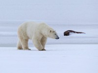 31F6110c  Polar Bear (Ursus maritimus)