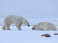 31F6112c  Polar Bear (Ursus maritimus)