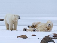 31F6129c  Polar Bear (Ursus maritimus)