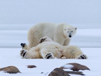 31F6132c  Polar Bear (Ursus maritimus)