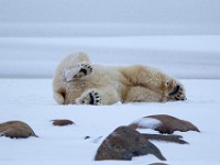 31F6134c  Polar Bear (Ursus maritimus)