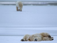 31F6136c  Polar Bear (Ursus maritimus)