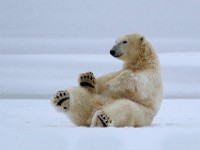 31F6140c  Polar Bear (Ursus maritimus)