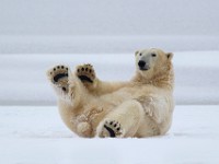 31F6141c  Polar Bear (Ursus maritimus)