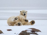 31F6143c  Polar Bear (Ursus maritimus)