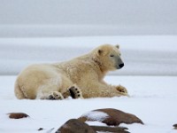 31F6145c  Polar Bear (Ursus maritimus)