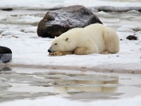 31F6147c  Polar Bear (Ursus maritimus)