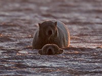 31F2444c  Polar Bear (Ursus maritimus)