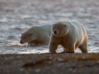 31F2454c  Polar Bear (Ursus maritimus)