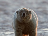 31F2459c  Polar Bear (Ursus maritimus)