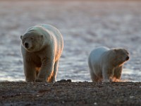 31F2465c  Polar Bear (Ursus maritimus)