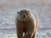 31F2469c  Polar Bear (Ursus maritimus)