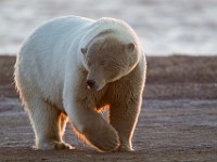 31F2471c  Polar Bear (Ursus maritimus)