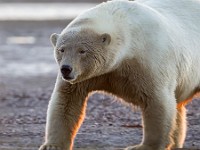 31F2477c  Polar Bear (Ursus maritimus)