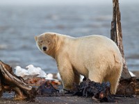 31F2494c  Polar Bear (Ursus maritimus) with Glaucous Gulls (Larus hyperboreus)