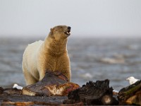 31F2538c  Polar Bear (Ursus maritimus) with Glaucous Gulls (Larus hyperboreus)