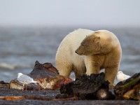 31F2552c  Polar Bear (Ursus maritimus) with Glaucous Gulls (Larus hyperboreus)