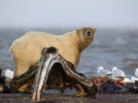 31F2555c  Polar Bear (Ursus maritimus) with Glaucous Gulls (Larus hyperboreus)