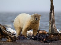 31F2578c  Polar Bear (Ursus maritimus) with Glaucous Gulls (Larus hyperboreus)