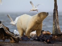 31F2585c  Polar Bear (Ursus maritimus) with Glaucous Gulls (Larus hyperboreus)