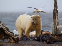 31F2586c  Polar Bear (Ursus maritimus) with Glaucous Gulls (Larus hyperboreus)