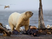 31F2587c  Polar Bear (Ursus maritimus) with Glaucous Gulls (Larus hyperboreus)