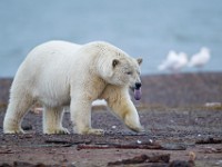 31F2818c  Polar Bear (Ursus maritimus) with Glaucous Gulls (Larus hyperboreus)