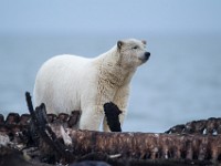 31F2835c  Polar Bear (Ursus maritimus)