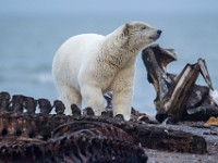 31F2842c  Polar Bear (Ursus maritimus)