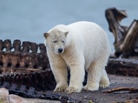 31F2849c  Polar Bear (Ursus maritimus)