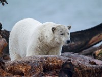 31F2890c  Polar Bear (Ursus maritimus)