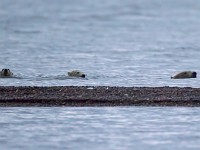 31F2918c  Polar Bear (Ursus maritimus) - female with two cubs